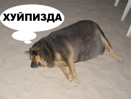 Фотожаба: О чем же думает собака?....