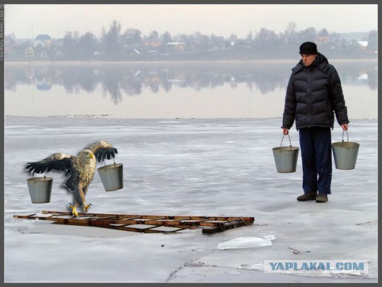 Суровый орел