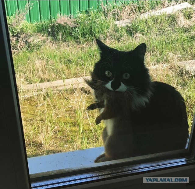 Эх, белочка, не смогла вовремя смыться