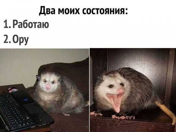 Опоссумы