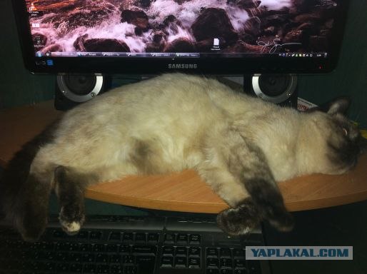 Я не сдамся!