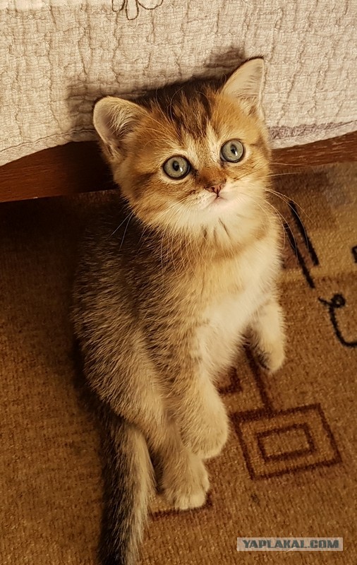Хоба! Котовторник!