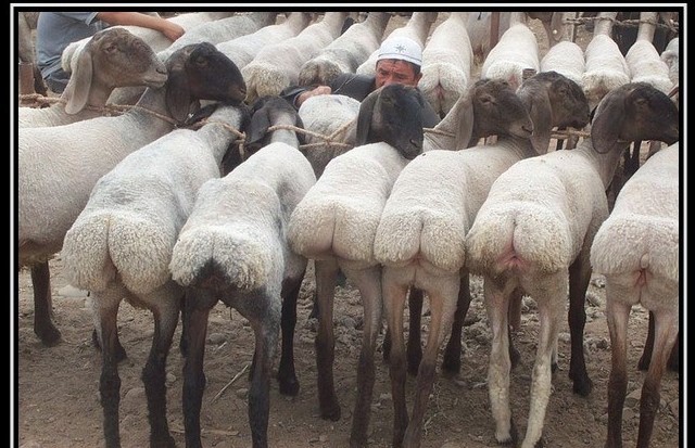 Фотограф с помощью дрона превратил стадо овец в движущееся произведение искусства