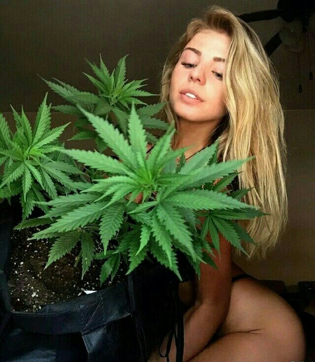 Мексиканский бонсай