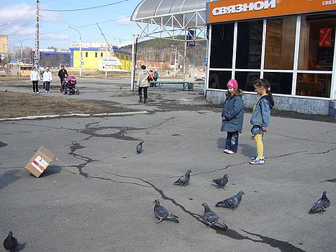 Голубь