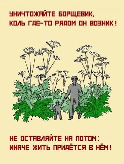Борщевик или жизнь