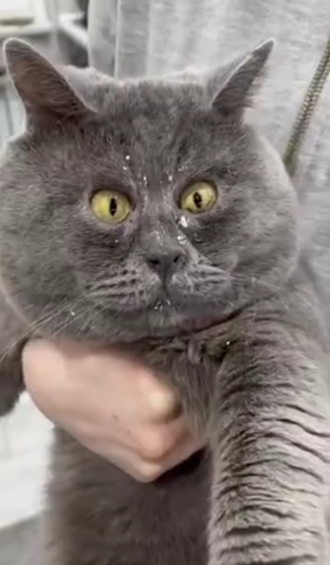 Мем кот в сметане с мордой