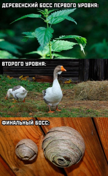 Картинок пост, баянистых и не очень