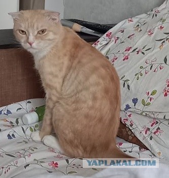 Жили-были коты