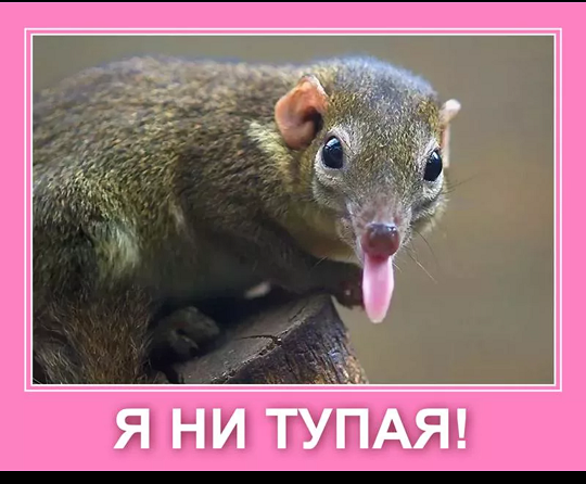 Ты обезьяна