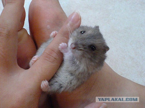 "Казявки" на пальце