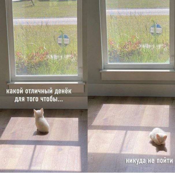 К котовторнику: подборка картинок-баянов с котиками и про котиков. Выпуск 5