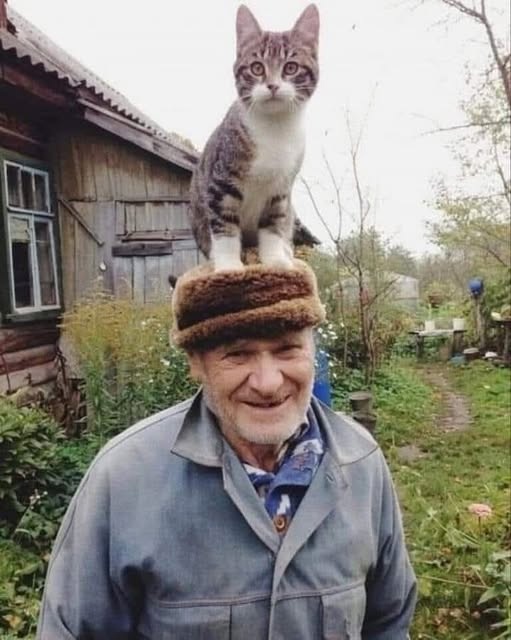 К котовторнику: подборка картинок-баянов с котиками и про котиков. Выпуск 10