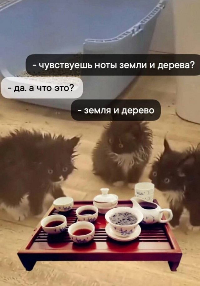 К котовторнику: подборка картинок-баянов с котиками и про котиков. Выпуск 17