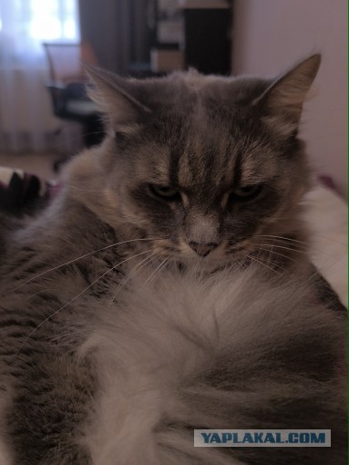 Котовторник же!