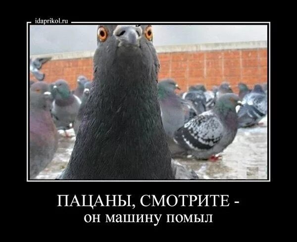 Голубь не так прост, как это нам кажется