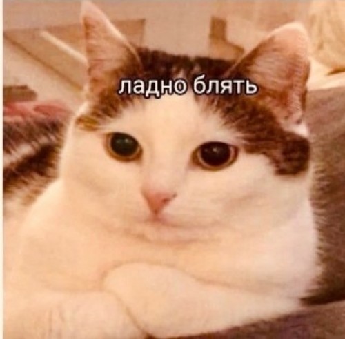 Кот устроил настоящий погром в ветклинике.