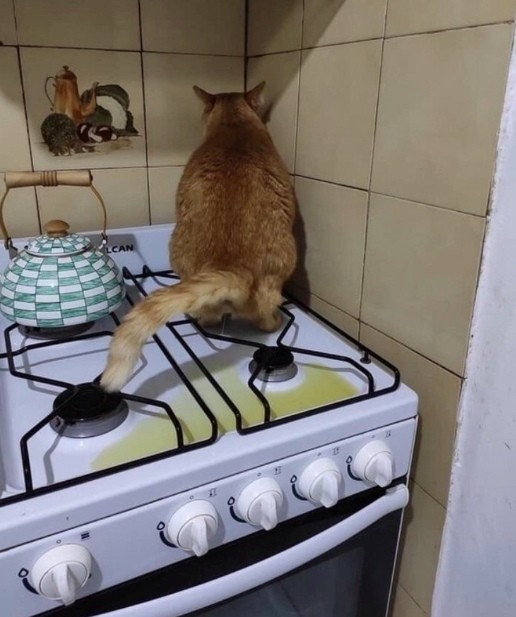Кот хотел на рыбалку.