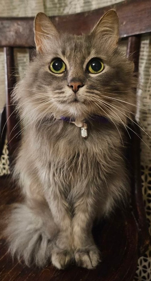 Котики в добрые руки