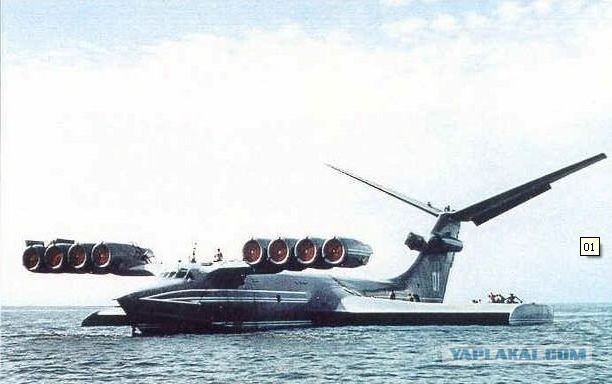 Зубр приплыл на пляж