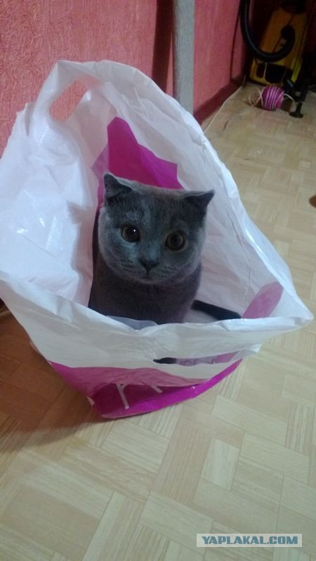 Котиковая выставка "Инфокот 2013"