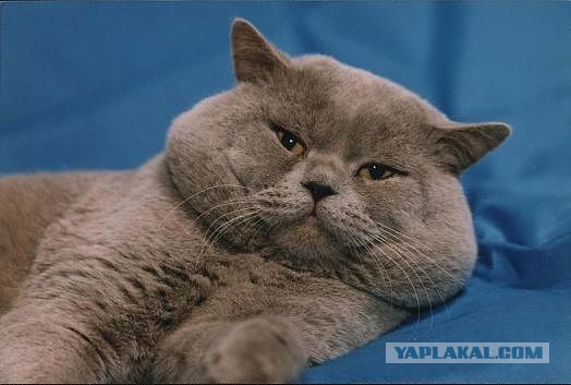 Котовторник 27.5.2014