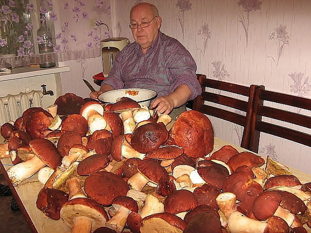 Сходили на разведку,грибы есть!