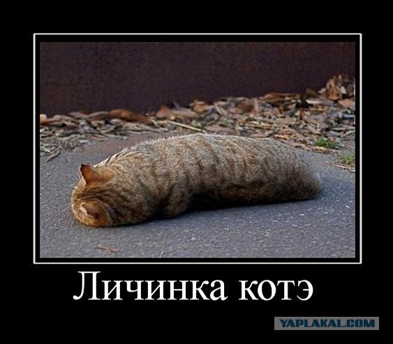20 самых известных котов в интернете.