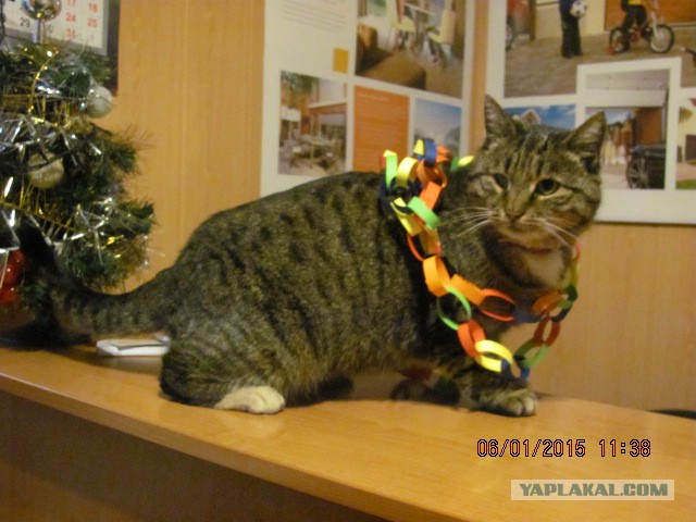 Котовторник 06.01.2015