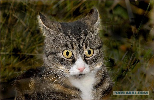 Котэ, сиськи, мимимишки..