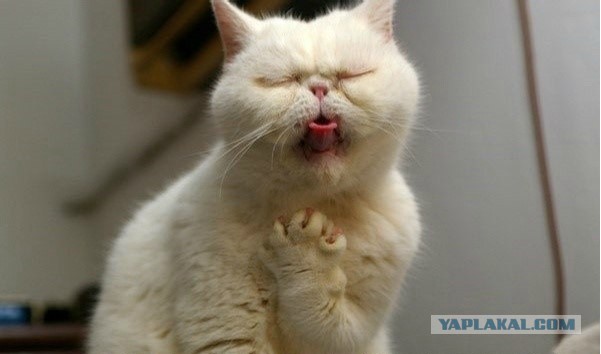 WSJ: Меркель выдвинула Путину ультиматум