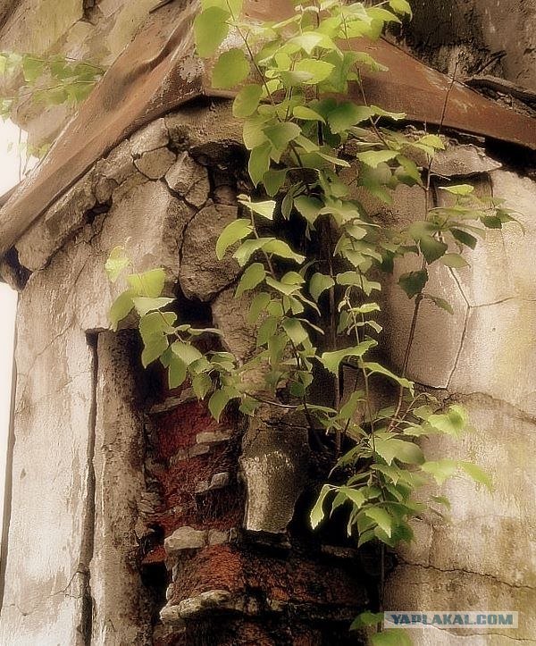 Триумф воли