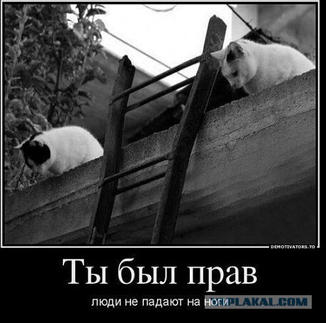 Картинки. Из тырнета