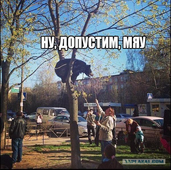 Картинки из сети