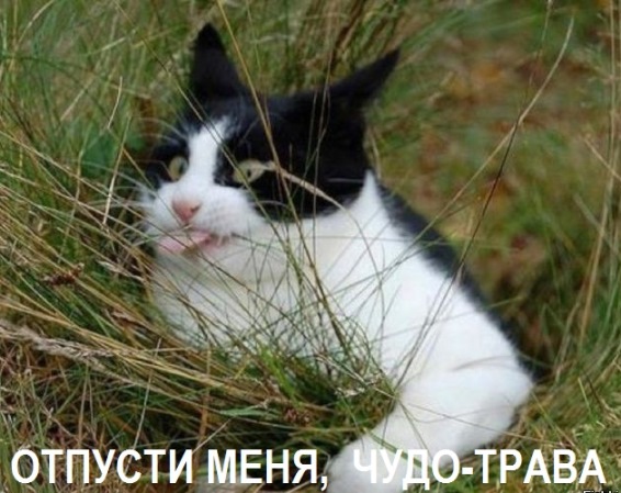 Не все котики одинаково фотогеничны