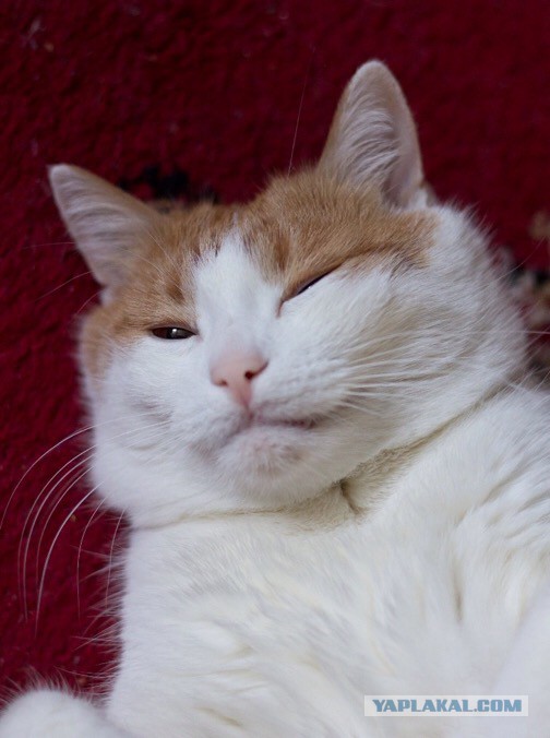 Котовторник 19.01.2016
