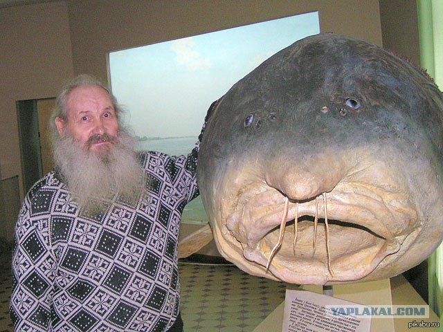 Когда белуги были большими…