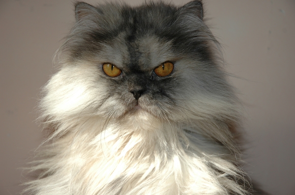 Коты, кошки, котята