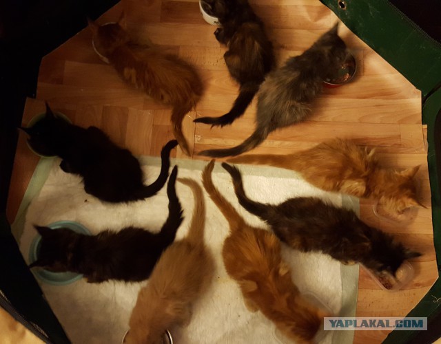 Котовторник - начало