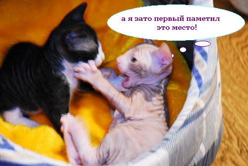 Котовторник!