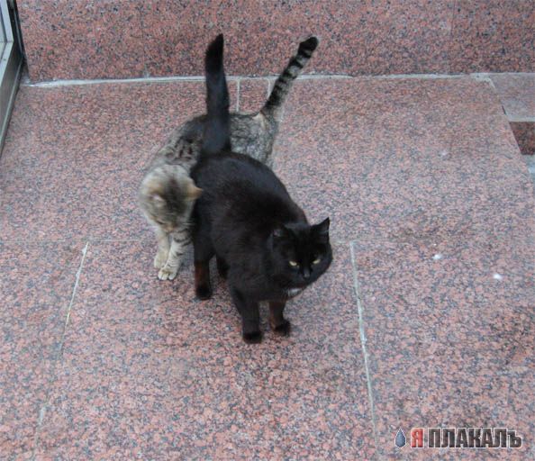 Котомет на вторник!