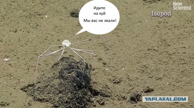 На дне океана найден загадочный пурпурный шар