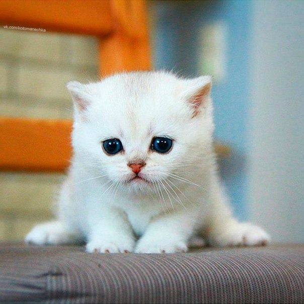 Прикольные животные