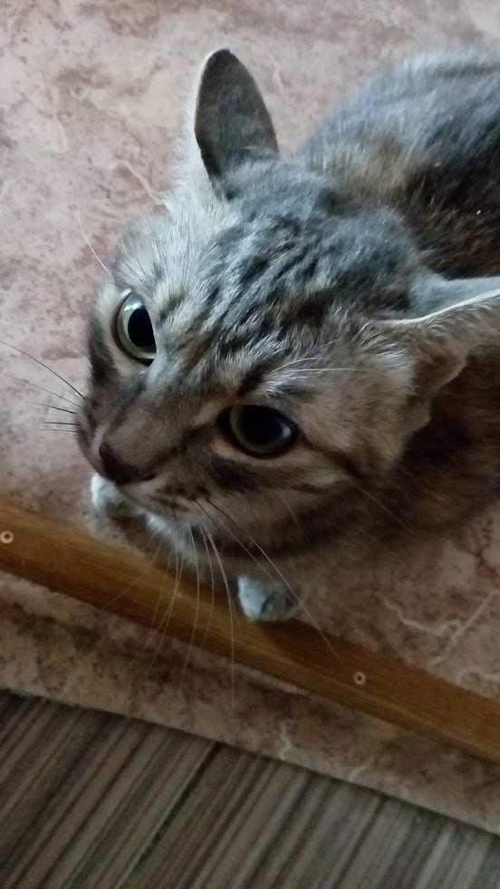 Раз уж наступил Котовторник, то вот мои кошаки.