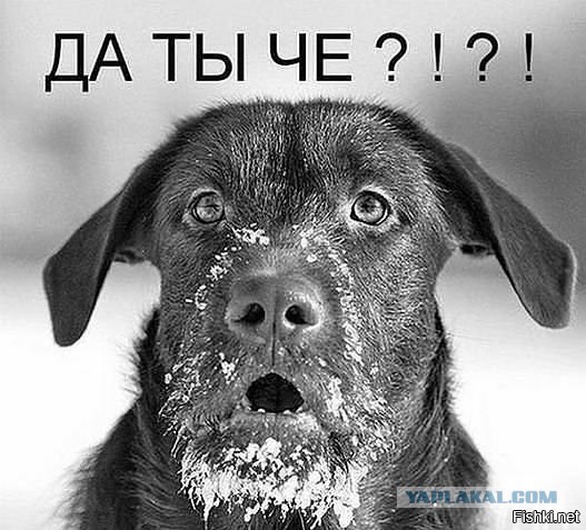 Самая везучая собака в мире!