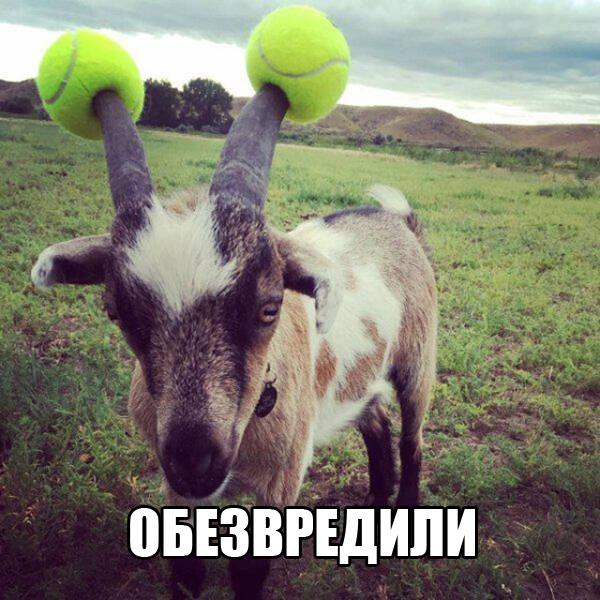 Прикольные животные