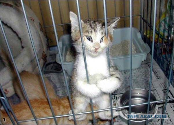 Я конечно люблю котиков, но иногда они реально как заноза в заднице