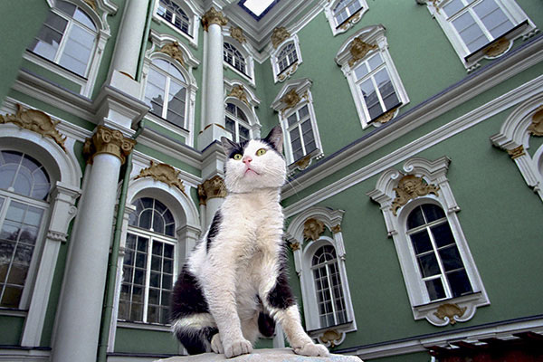 Служебные коты