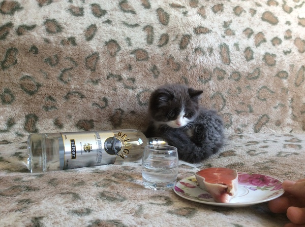 "Друг взял у нас котёнка, и я попросил его сделать фотоотчёт, так как волновался, как он там живёт у него"