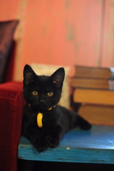 Коты из сети